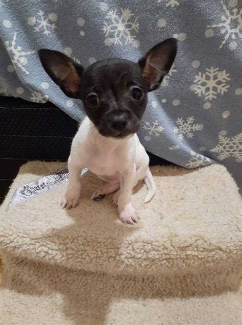 Small chi for rehoming 4 hours ago pic. . East texas craigslist pets